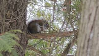 Squirrel freezing in the tree