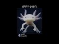 양서류 03 아홀로틀 axolotl