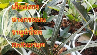 Anthurium angle wing เล็บมังกร เล็บครุฑ หางกระเบน ราหูนำโชค Anthurium หน้าวัวใบ