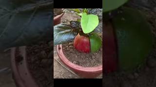 Amazing Grafting Apple and Orange Using Eggs With new techniques Strange🎋🌿#short