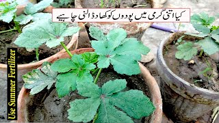 Summer plants ko fertilizer Kon Si Dalni chahiye | Garmiyon mei plants khad dene se kun Mar jate hai