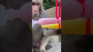 Monkey Fun .Naughty  Monkey Funny Monkey.