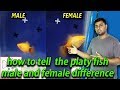 how to tell the platy fish male and female difference