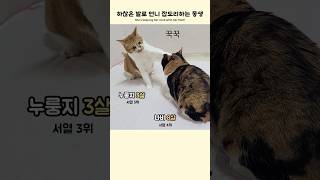 발로 머리 꾹꾹 누르는 고양이 (잡도리 중)