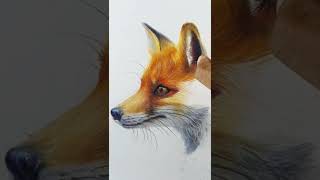 Animal fur techniques with colored pencils, realistic red fox drawing #shorts #wildlife #artvideo