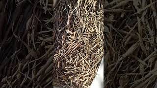 hing or asafoetida little roots ready for plantation... هینگ نهال