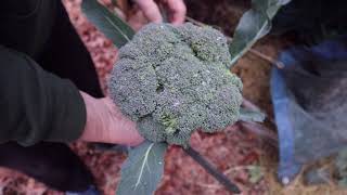 Harvesting Green Magic Broccoli January 10, 2021