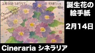 誕生花の絵手紙　2月14日　Cineraria シネラリア