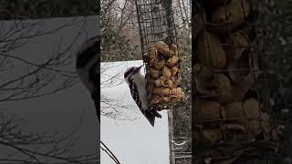 A Downy Woodpecker #nature #woodpecker