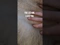 LICK from a LION | The Lion Whisperer