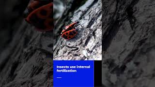 Insects internal fertilization #shorts