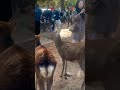 鹿はお尻が大好き🦌奈良公園で外国人観光客が反japan dear nara