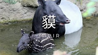 AI百科全書｜動物｜貘