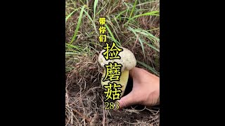 #牛肝菌 #野生菌 #大自然的馈赠 #捡菌子的乐趣来了 #小锅捡蘑菇