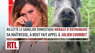 Rillette, le sanglier domestique menacé d’euthanasie : sa maîtresse, à bout appelle Julien Courbet