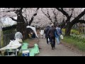 お花見散歩　満開の桜　五番町児童公園近く　２０１６．４．３　ohanami sakura japan