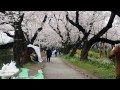 お花見散歩　満開の桜　五番町児童公園近く　２０１６．４．３　ohanami sakura japan