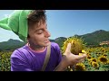 excursió al camp de girasols titó