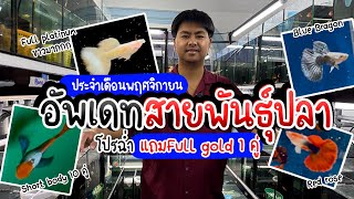 รู้อะไรไม่เท่ารู้งี้ EP56. อัพเดทสายพันธุ์เดือนพศจิกายน พร้อมโปรแถม Full gold