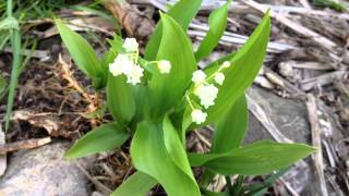 white bells flowers