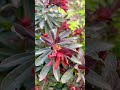 euphorbia amygdaloides purpurea wood spurge