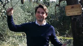 Olive Trees Pruning