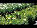 best perennials leucanthemum goldfinch shasta daisy