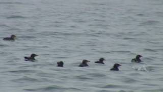 ウトウ（2）天売島遊覧船から - Rhinoceros Auklet - Wild Bird - 野鳥 動画図鑑