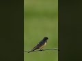 barn swallow shorts barnswallow