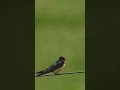 barn swallow shorts barnswallow