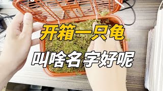 還是沒忍住，又開箱了一隻龜，叫啥名兒呢？