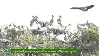 Part 02: Birds in Beung Prek Lapouv Protected Landscape - តំបន់ការពារទេសភាពបឹងព្រែកល្ពៅ