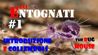 (ITA | SUB ENG) Gli Entognati #1: i Collemboli (Entognatha #1 - the springtails)