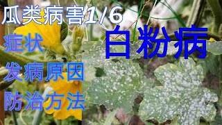 【丽的庭院生活　67】家庭菜园瓜类白粉病症状，病因，防治办法。