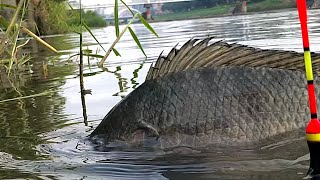 Mancing Nila Super Babon Strike Bertubi Tubi Sampai Gak Muat