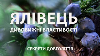 ЯЛІВЕЦЬ: Дивовижні корисні властивості рослини / Секрети довголіття