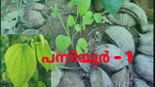 Black pepper cultivation| കുരുമുളക് കൃഷി | പന്നിയൂർ - 1