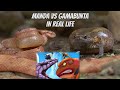 Snake VS Frog!! Manda vs Gamabunta in Real Life.