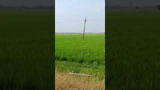 పచ్చని దుప్పటి💚💚🌿🌿#trending #youtube #shorts #summer #village