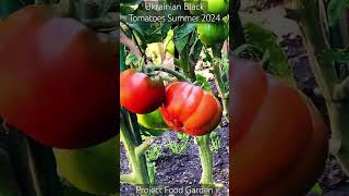 Tomato - Ukrainian Black Tomatoes-SE4-Project Food Garden