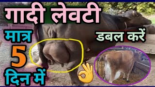 👌मात्र 5 दिन में गादी/लेवटी डबल करें||Udder Aur Doodh Kaise Badaye||How to increase Udder Buffalo