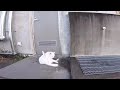 港のボス猫カリン様‼️ハチワレちゃんには振り向きざまに呆れ顔 ferocious cat