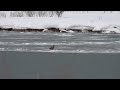 オジロワシ　石狩川流氷上