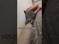 ソファーの隅に埋まる子猫 shorts