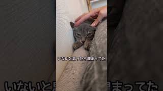 ソファーの隅に埋まる子猫#shorts