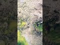 Cherry Blossom Tunnel 🌸 Kawagoe City, Saitama Prefecture, #japan  🇯🇵