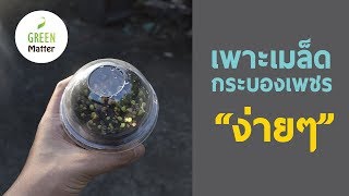 วิธีเพาะเมล็ดกระบองเพชร - How to germinate cactus seeds || Green Matter