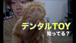 ぶさ猫に遊びながら歯磨き効果のあるおもちゃを与えてみた反応は！？？らくらくデンタルTOY