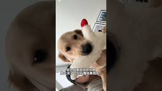 因为这是妈妈给我的~ 我的萌宠萌宠出道计划治愈精神抚慰犬狗狗@DOU+小助手