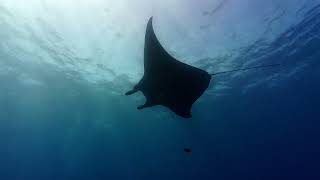 Diving Nusa Penida, Indonesia